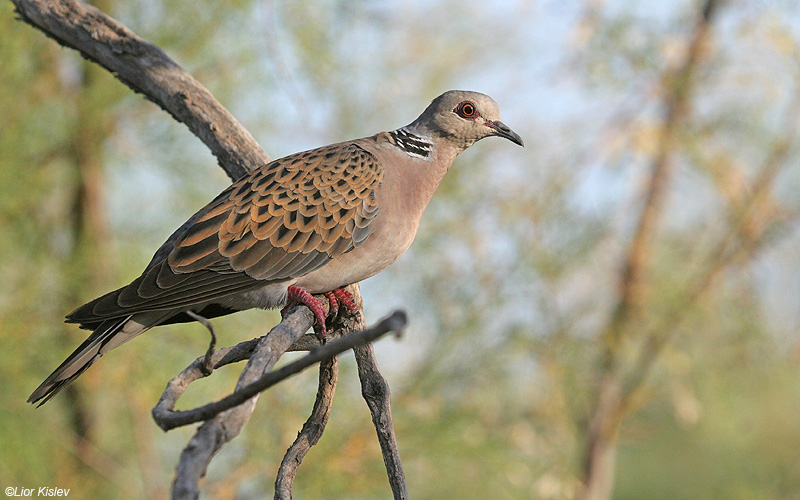     Turtle dove  Streptopelia turtur                             ,  2009.:  